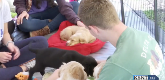 K-State fraternity helping keep dogs out of shelter