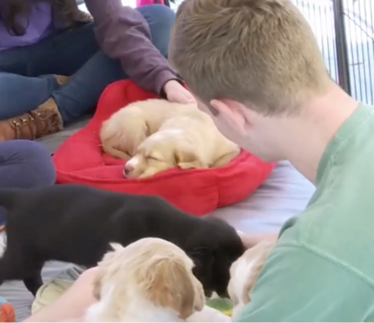 K-State fraternity helping keep dogs out of shelter