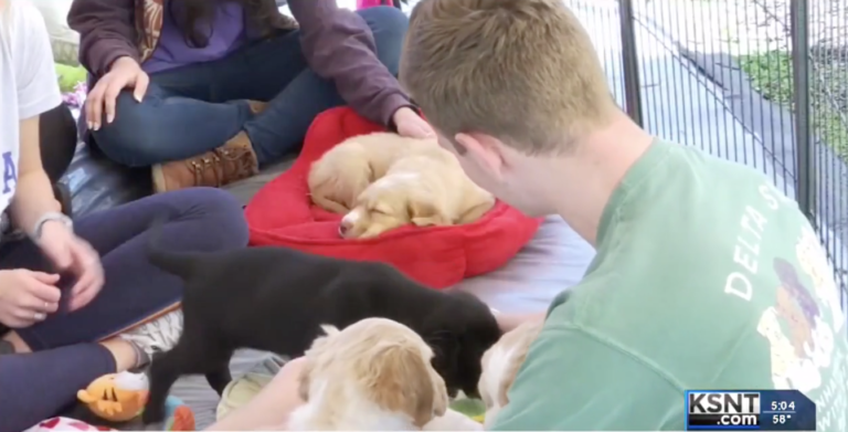 K-State fraternity helping keep dogs out of shelter