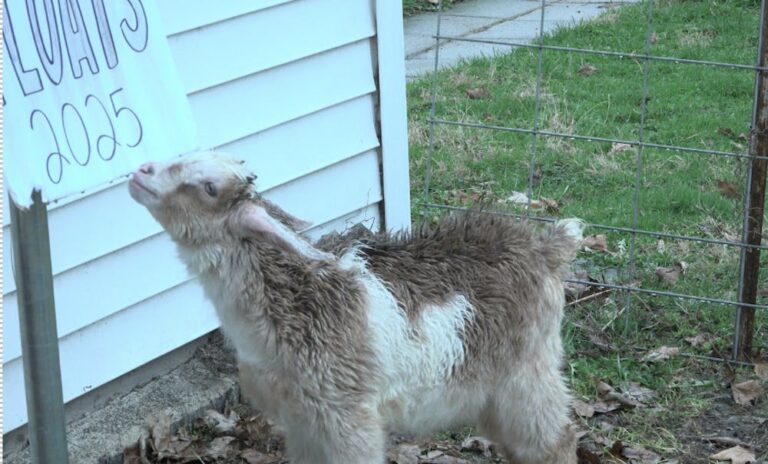 Phi Delta Theta’s ‘Goats and Floats’ fundraiser partnered with Prairie Hills Farms